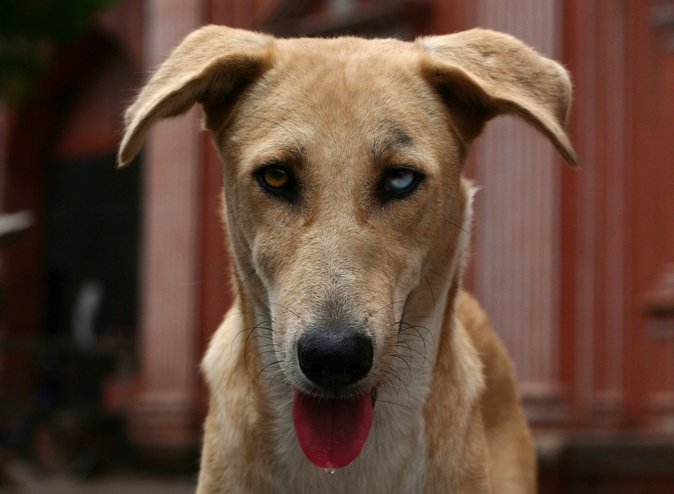 Portrait of a tan dog