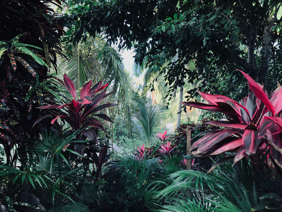Dense tropical plants with red and green leaves